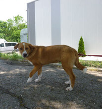 YUKON, Hund, Mischlingshund in Bulgarien - Bild 7