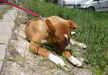 YUKON, Hund, Mischlingshund in Bulgarien - Bild 9
