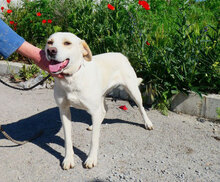 ELARA, Hund, Labrador Retriever-Pointer-Mix in Bulgarien - Bild 1