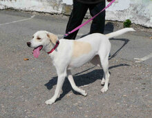 ELARA, Hund, Labrador Retriever-Pointer-Mix in Bulgarien - Bild 12