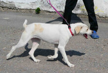 ELARA, Hund, Labrador Retriever-Pointer-Mix in Bulgarien - Bild 13
