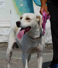 ELARA, Hund, Labrador Retriever-Pointer-Mix in Bulgarien - Bild 14