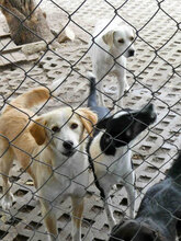 ELARA, Hund, Labrador Retriever-Pointer-Mix in Bulgarien - Bild 17