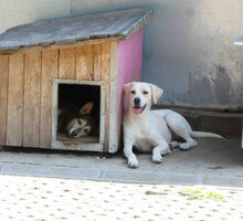 ELARA, Hund, Labrador Retriever-Pointer-Mix in Bulgarien - Bild 18