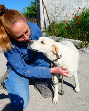 ELARA, Hund, Labrador Retriever-Pointer-Mix in Bulgarien - Bild 3
