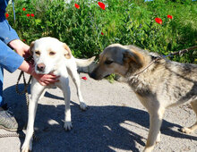 ELARA, Hund, Labrador Retriever-Pointer-Mix in Bulgarien - Bild 4