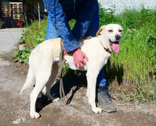 ELARA, Hund, Labrador Retriever-Pointer-Mix in Bulgarien - Bild 7