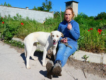 ELARA, Hund, Labrador Retriever-Pointer-Mix in Bulgarien - Bild 8