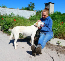 ELARA, Hund, Labrador Retriever-Pointer-Mix in Bulgarien - Bild 9