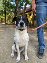 NOE, Hund, Mischlingshund in Ungarn - Bild 1