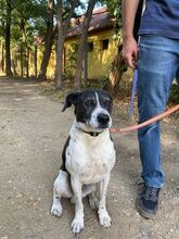 NOE, Hund, Mischlingshund in Ungarn - Bild 2