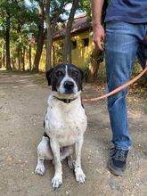 NOE, Hund, Mischlingshund in Ungarn - Bild 3
