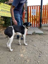 NOE, Hund, Mischlingshund in Ungarn - Bild 5