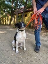 NOE, Hund, Mischlingshund in Ungarn - Bild 6