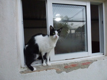 BONGANI, Katze, Europäisch Kurzhaar in Spanien - Bild 4