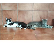 BONGANI, Katze, Europäisch Kurzhaar in Spanien - Bild 6