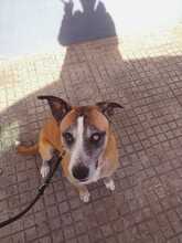 KYRA, Hund, Mischlingshund in Spanien - Bild 16