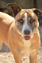 KYRA, Hund, Mischlingshund in Spanien - Bild 7
