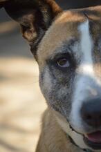KYRA, Hund, Mischlingshund in Spanien - Bild 8