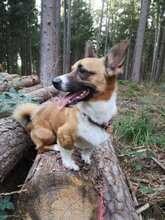 CORGI, Hund, Mischlingshund in Todendorf - Bild 5