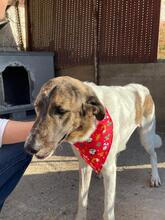 LOUSY, Hund, Mischlingshund in Griechenland - Bild 11