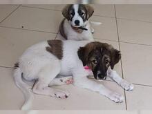 LOUSY, Hund, Mischlingshund in Griechenland - Bild 3