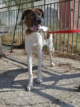 LOUSY, Hund, Mischlingshund in Griechenland - Bild 7