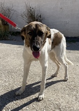 LOUSY, Hund, Mischlingshund in Griechenland - Bild 8