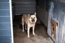 NORA, Hund, Mischlingshund in Rumänien - Bild 1