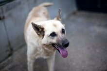 NORA, Hund, Mischlingshund in Rumänien - Bild 2