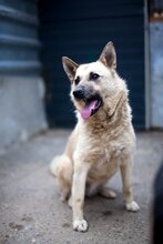 NORA, Hund, Mischlingshund in Rumänien - Bild 4