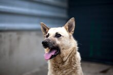 NORA, Hund, Mischlingshund in Rumänien - Bild 5