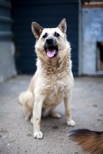 NORA, Hund, Mischlingshund in Rumänien - Bild 6