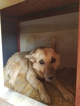 NORA, Hund, Mischlingshund in Rumänien - Bild 7