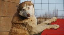 NIKA, Hund, Siberian Husky in Rumänien