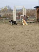 NIKA, Hund, Siberian Husky in Rumänien - Bild 13