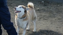 NIKA, Hund, Siberian Husky in Rumänien - Bild 15