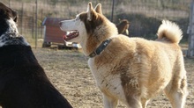 NIKA, Hund, Siberian Husky in Rumänien - Bild 16