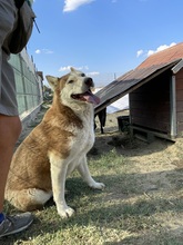 NIKA, Hund, Siberian Husky in Rumänien - Bild 25