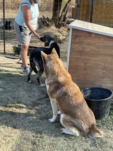 NIKA, Hund, Siberian Husky in Rumänien - Bild 26