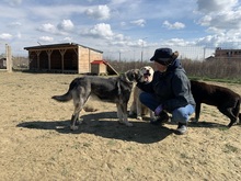 NIKA, Hund, Siberian Husky in Rumänien - Bild 27