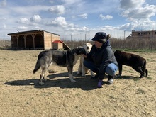 NIKA, Hund, Siberian Husky in Rumänien - Bild 28