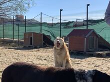 NIKA, Hund, Siberian Husky in Rumänien - Bild 29