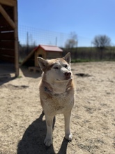 NIKA, Hund, Siberian Husky in Rumänien - Bild 31