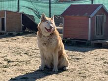 NIKA, Hund, Siberian Husky in Rumänien - Bild 36