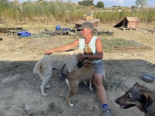 ROBERTA, Hund, Mischlingshund in Rumänien - Bild 19