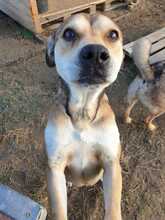 ROBERTA, Hund, Mischlingshund in Rumänien - Bild 2
