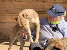 ROBERTA, Hund, Mischlingshund in Rumänien - Bild 23