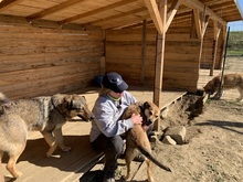 ROBERTA, Hund, Mischlingshund in Rumänien - Bild 24