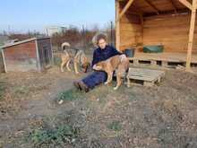 ROBERTA, Hund, Mischlingshund in Rumänien - Bild 4